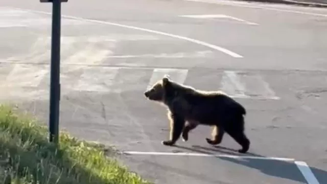 Orso a Castel di Sangro